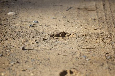 Two Dog Tracks Stock Photos