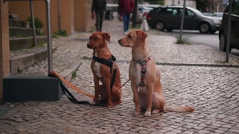 A two dog is waiting for his master on a... | Stock Video | Pond5