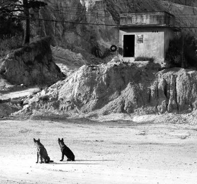 Two dog waiting master Stock Photos