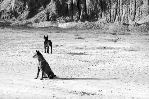 Two dog waiting master Stock Photos