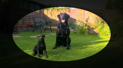 Two doggy pals Stock Footage 139094