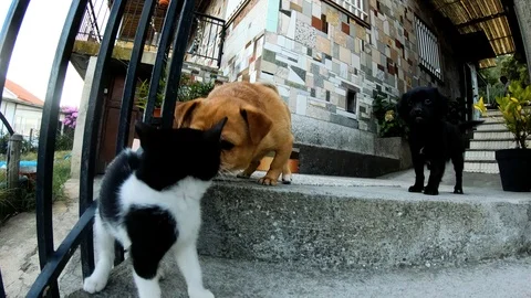TWO DOGS AND A CAT Stock Footage 93521048