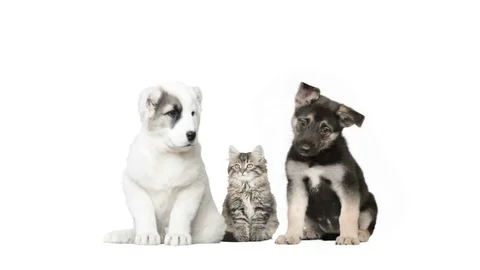 Two dogs and a cat on a white background Stock Footage 75986719