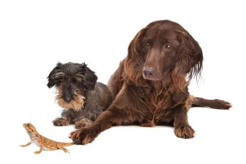Two dogs and a lizard Stock Photos