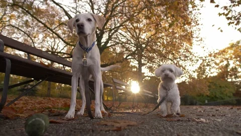 Two dogs and one ball during the English Autumn 4K Stock Footage 171842808