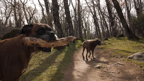 Two dogs and the stick Stock Footage 128014771