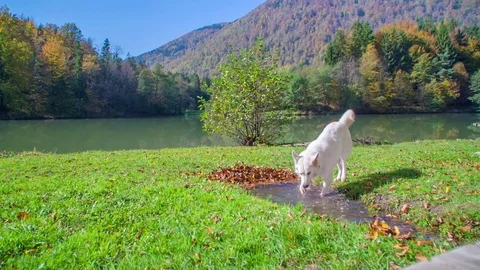 Two dogs are drinking water from a puddle  Stock Footage 83775347