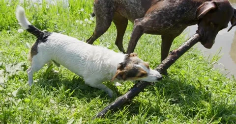 Two dogs are energetically tugging on a stick by a pond, in a lively green field Stock Footage 277596529