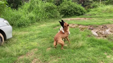 Two dogs are fighting on meadow, dogs fight, dogs playing, dogs teeth Stock Footage 167697161