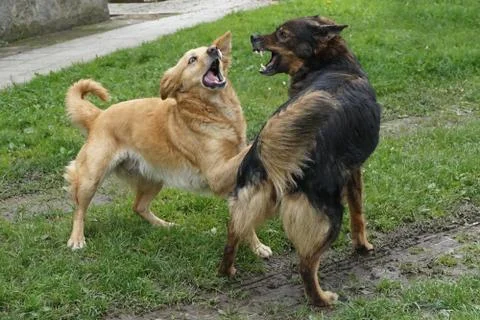 Two dogs are fighting Stock Photos