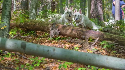 Two dogs are jumping over the tree trunks in a forest Stock Footage 83775194