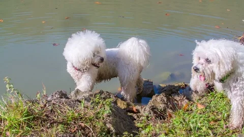 Two dogs are looking for something on the stones on the river bank Stock Footage 83774806