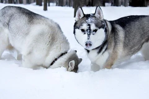 Two dogs are looking for something in the snow. Husky Breed Stock Photos