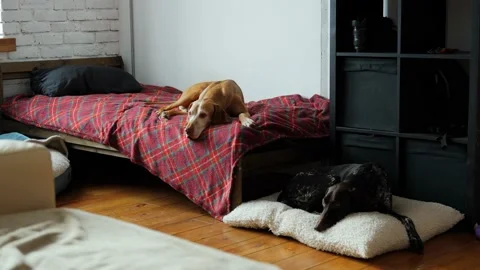Two dogs are lying on the bed in the room and waiting for the owner to return Stock Footage 234441725