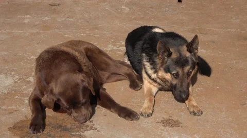 Two dogs are lying in front of them is the food, eating Stock Footage 150934795