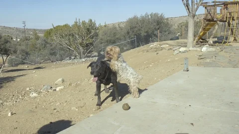 Two dogs are playing with a ball. Stock Footage 105810665