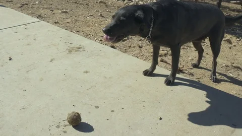 Two dogs are playing with a ball. Stock Footage 105817904