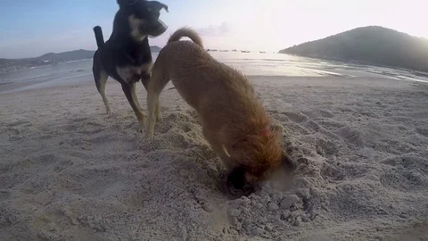 Two dogs are playing on the beach. Digging the sand on Beach by the Sea. Stock Footage 87495405