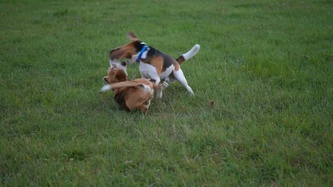 Two dogs are playing on the grass 库存影片 94488493