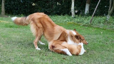 Two dogs are playing on grass field, bitting each other Stock Footage 165183785