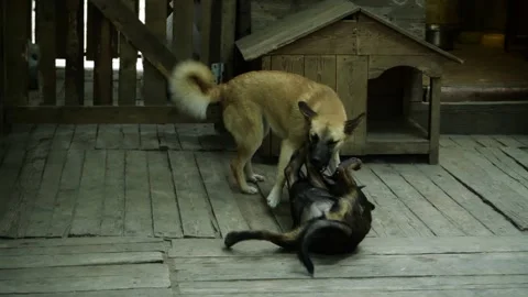 Two dogs are playing on the ground Video stock 156902958