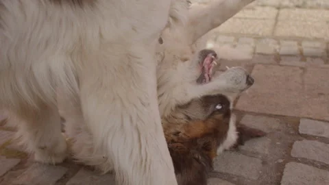 Two dogs are playing, mating. female dog fertility cycle, timing for breeding. Video stock 192519113