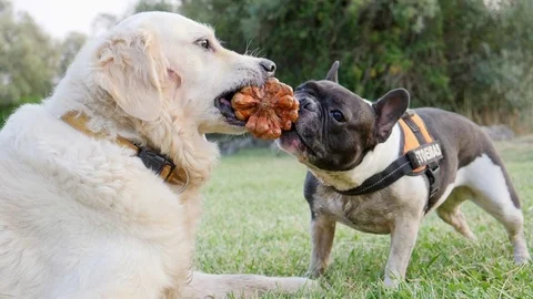 Two dogs are playing with object Vidéo 82668222