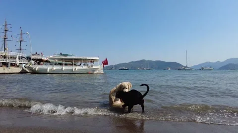 Two dogs are playing on the seashore. Marmaris Turkey Stock Footage 169489825
