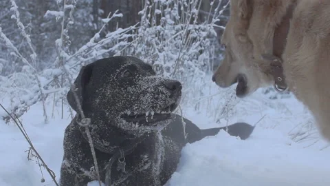 Two dogs are playing in the snow in the winter forest Stock Footage 86127319