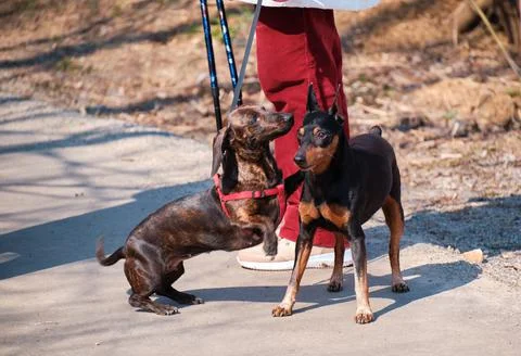 Two dogs are playing in the spring park. Dog smell. Dachshund and pinscher. Stock Photos