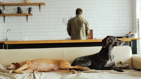 Two dogs are resting on the sofa and their owner is preparing lunch for them Stock Footage 233430498
