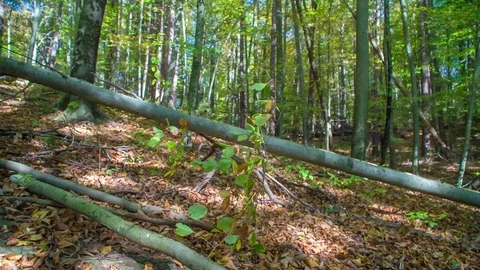 Two dogs are running after each other and are jumping over a trunk Stock Footage 83776910