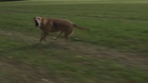 Two dogs are running Stock Footage 75004548