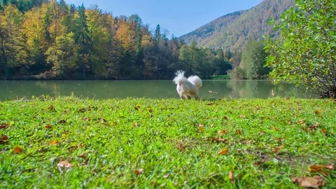 Two dogs are running together on the grass by the lake Stock Footage 83776103