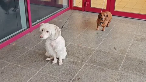 Two dogs are sitting next to a supermarket, leashed and waiting for their owner Stock Footage 336391593