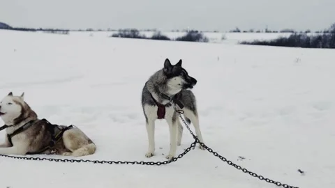 Two dogs are in the snow, one of which is sniffing the ground 库存影片 269868073