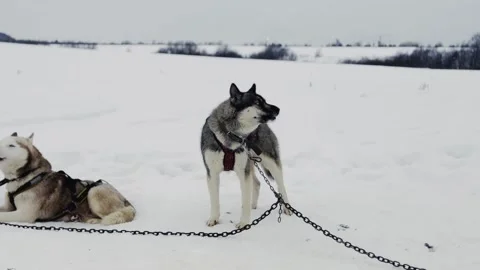 Two dogs are in the snow, one of which is sniffing the ground Vídeo Stock 277258241