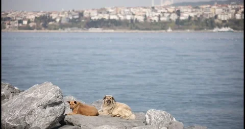 Two dogs are sunbathing by the beach Video stock 145795122