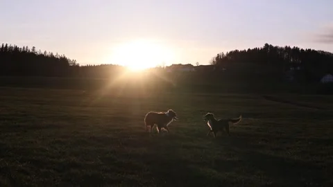 Two dogs are walking in a field with the sun shining on them Stock Footage 267041552