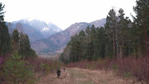 Two dogs are walking in search of prey along road foot of mountains. slow motion Stock Footage 229835310