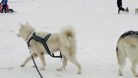 Two dogs are walking in the snow, one of which is wearing a harness Vidéo 271079682