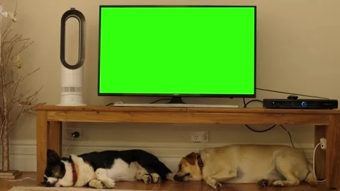 Two dogs asleep under a green screen TV 4K Stock Footage 160946876