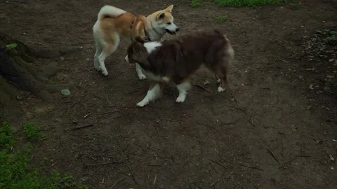 Two dogs, Australian Shepherd and Akita Inu, meeting and playing on a forest Stock Footage 319916086