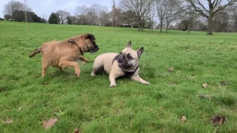 Two dogs bark and play Stock Footage 265802789