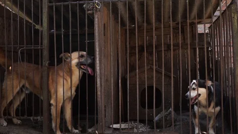 Two dogs barking in the cage Stock Footage 111748857