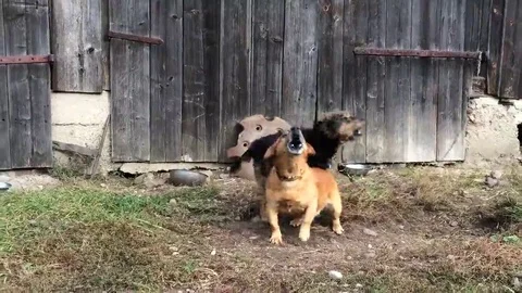 Two dogs barking Video stock 69082840