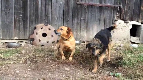 Two dogs barking. 스톡 동영상 69082847