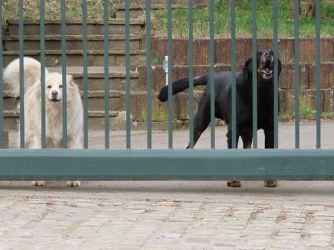Two dogs barking Stock Photos