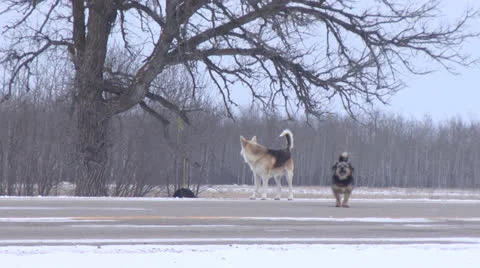 Two Dogs Barking in the Snow HD Video 스톡 동영상 27187909