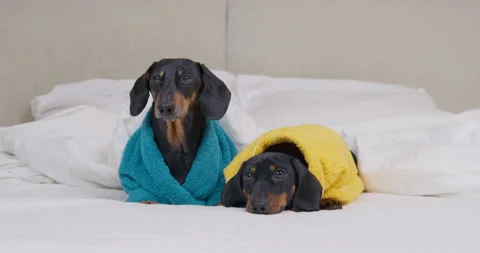 Two dogs in bathrobes resting in bed cozy hotel Bored couple, quarrel, ignored Video stock 252238196